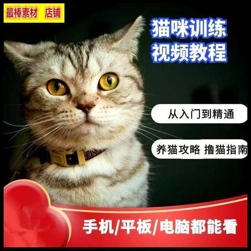 猫咪训练+养猫攻略大全技巧秘诀自学教程课程视频-淘宝虚拟仓