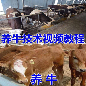 图片[1]-养牛养羊视频教程疾病防治挤奶牛场建设放牧饲养猪技术全套发育-淘宝虚拟仓