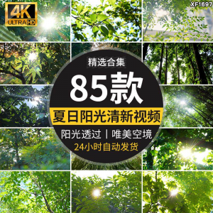 图片[1]-4K夏日阳光透过树叶森林空境升格大自然唯美清新绿叶实拍视频素材-淘宝虚拟仓