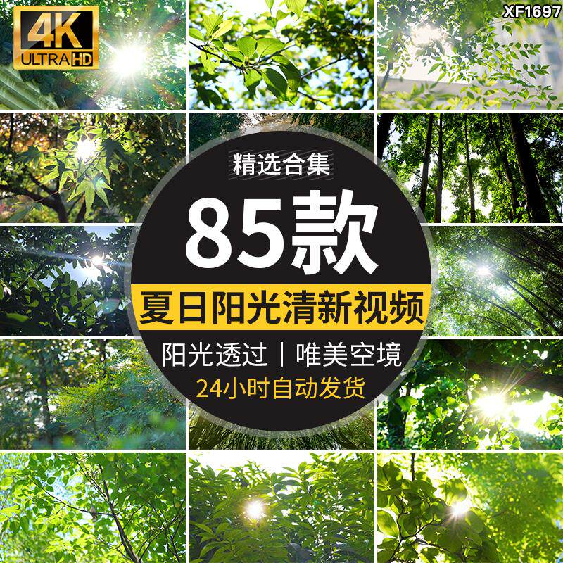 4K夏日阳光透过树叶森林空境升格大自然唯美清新绿叶实拍视频素材-淘宝虚拟仓