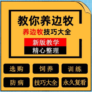 边牧训练全指南：边境牧羊犬饲养与驯养技巧大全-鱼渣资源