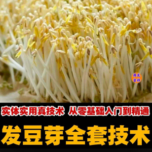 自学发豆芽技术：从零基础到成品加工制作方法教学及商用视频教程